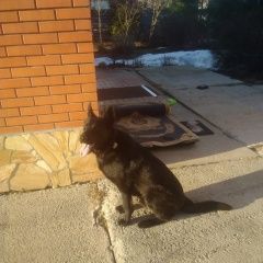 Подробнее об объявлении «Найдена собака овчарка около года кобель Химки» Фото: найдена собака Немецкая овчарка «Найдена собака овчарка около года кобель Химки» в г. Химки