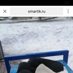 Подробнее об объявлении «Омск Найдена собака чёрно-белая гладкошерстная» Фото: найдена собака  «Омск Найдена собака чёрно-белая гладкошерстная» в г. Омск