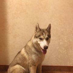 Подробнее об объявлении «Найдена собака кобель Москва» Фото: найдена собака Сибирская хаски «Найдена собака кобель Москва» в г. Москва