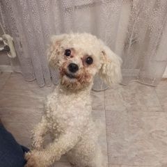 Подробнее об объявлении «Найдена собака Москва» Фото: найдена собака  «Найдена собака Москва» в г. Москва