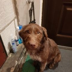 Подробнее об объявлении «Витебск Найдена собака охотничья молодая собака» Фото: найдена собака  «Витебск Найдена собака охотничья молодая собака» в г. Витебск