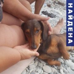 Подробнее об объявлении «Найдена собака кобель такса Геленджик» Фото: найдена собака Такса «Найдена собака кобель такса Геленджик» в г. Геленджик