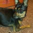 Подробнее об объявлении «Челябинск Найдена собака кобель» Фото: найдена собака  «Челябинск Найдена собака кобель» в г. Челябинск