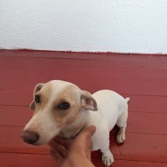 Подробнее об объявлении «Найдена собака Пермь» Фото: найдена собака  «Найдена собака Пермь» в г. Пермь