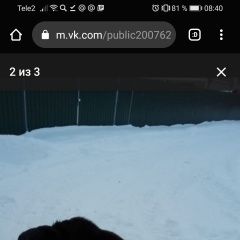 Подробнее об объявлении «Найдена собака кобель верный алабай ищет хозяина Вороново» Фото: найдена собака  «Найдена собака кобель верный алабай ищет...» в г. Вороново