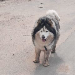 Подробнее об объявлении «Найдена собака кобель Высоковск» Фото: найдена собака Аляскинский маламут «Найдена собака кобель Высоковск» в г. Высоковск
