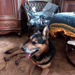 Подробнее об объявлении «Найдена собака кобель овчарка(метис) Москва» Фото: найдена собака  «Найдена собака кобель овчарка(метис) Москва» в г. Москва