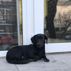 Подробнее об объявлении «Воронеж Найдена собака кобель по ул. бульвар победы 25» Фото: найдена собака  «Воронеж Найдена собака кобель по ул. бульвар...» в г. Воронеж