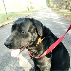 Подробнее об объявлении «Воронеж Найдена собака кобель лабрадор, окрас чёрный, мальчик.» Фото: найдена собака Лабрадор ретривер «Воронеж Найдена собака кобель лабрадор, окрас...» в г. Воронеж