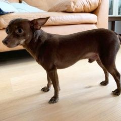 Подробнее об объявлении «Найдена собака кобель Москва» Фото: найдена собака Той-терьер «Найдена собака кобель Москва» в г. Москва