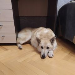 Подробнее об объявлении «Найдена собака кобель, возможно лайка или помесь Москва» Фото: найдена собака  «Найдена собака кобель, возможно лайка или...» в г. Москва