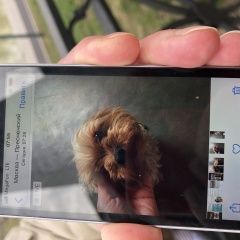 Подробнее об объявлении «Найдена собака кобель йоркширский терьер Москва» Фото: найдена собака  «Найдена собака кобель йоркширский терьер Москва» в г. Москва