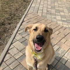 Подробнее об объявлении «Найдена собака кобель Химки» Фото: найдена собака  «Найдена собака кобель Химки» в г. Химки