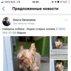 Подробнее об объявлении «Найдена собака кобель ищем хозяев Первоуральск» Фото: найдена собака Йоркширский терьер «Найдена собака кобель ищем хозяев Первоуральск» в г. Первоуральск