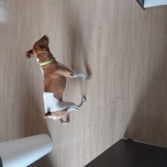 Подробнее об объявлении «Новороссийск Найдена собака кобель гладкошерстный фокстерьер» Фото: найдена собака Гладкошерстый фокстерьер «Новороссийск Найдена собака кобель...» в г. Новороссийск