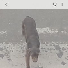 картинка найдена собака