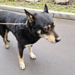 Подробнее об объявлении «Найдена собака кобель, свао Москва» Фото: найдена собака  «Найдена собака кобель, свао Москва» в г. Москва