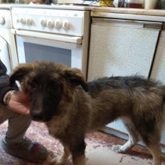 Подробнее об объявлении «Найдена собака Москва» Фото: найдена собака  «Найдена собака Москва» в г. Москва