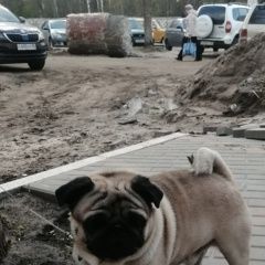 Подробнее об объявлении «Воронеж Найдена собака кобель мопс» Фото: найдена собака Мопс «Воронеж Найдена собака кобель мопс» в г. Воронеж