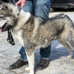 Подробнее об объявлении «Найдена собака кобель Москва» Фото: найдена собака  «Найдена собака кобель Москва» в г. Москва