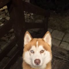 Подробнее об объявлении «Найдена собака Москва» Фото: найдена собака Сибирская хаски «Найдена собака Москва» в г. Москва