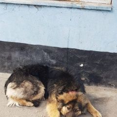 Подробнее об объявлении «Найдена собака очень добрая, ласковая собачка. Москва» Фото: найдена собака  «Найдена собака очень добрая, ласковая собачка....» в г. Москва