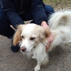 Подробнее об объявлении «Найдена собака Москва» Фото: найдена собака  «Найдена собака Москва» в г. Москва