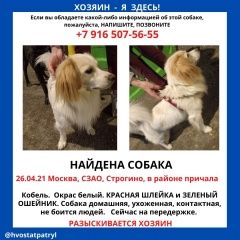 Подробнее об объявлении «Найдена собака похож на спаниеля Москва» Фото: найдена собака  «Найдена собака похож на спаниеля Москва» в г. Москва