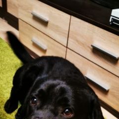 Подробнее об объявлении «Найдена собака кобель Москва» Фото: найдена собака Лабрадор ретривер «Найдена собака кобель Москва» в г. Москва