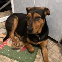 Подробнее об объявлении «Новороссийск Найдена собака умная девочка» Фото: найдена собака  «Новороссийск Найдена собака умная девочка» в г. Новороссийск