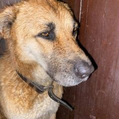 Подробнее об объявлении «Найдена собака кобель мальчик с кожаным ошейником Щелково» Фото: найдена собака  «Найдена собака кобель мальчик с кожаным...» в г. Щелково