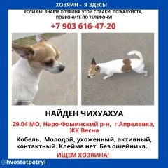 Подробнее об объявлении «Апрелевка Найдена собака кобель» Фото: найдена собака Чихуахуа «Апрелевка Найдена собака кобель» в г. Апрелевка