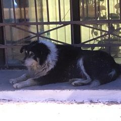 Подробнее об объявлении «Найдена собака Москва» Фото: найдена собака  «Найдена собака Москва» в г. Москва