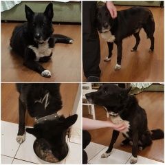 Подробнее об объявлении «Найдена собака кобель Москва» Фото: найдена собака  «Найдена собака кобель Москва» в г. Москва