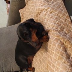 Подробнее об объявлении «Найдена собака такса в кузьминках Москва» Фото: найдена собака Такса «Найдена собака такса в кузьминках Москва» в г. Москва