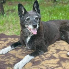 Подробнее об объявлении «Обнинск Найдена собака дворняга» Фото: найдена собака  «Обнинск Найдена собака дворняга» в г. Обнинск