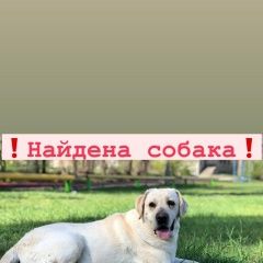 Подробнее об объявлении «Найдена собака Волгоград» Фото: найдена собака Лабрадор ретривер «Найдена собака Волгоград» в г. Волгоград