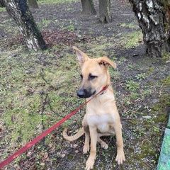Подробнее об объявлении «Найдена собака Москва» Фото: найдена собака  «Найдена собака Москва» в г. Москва