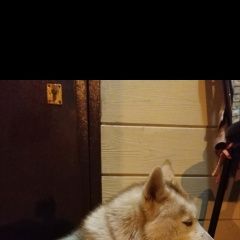 Подробнее об объявлении «Найдена собака кобель хаски, тихая слобода Чебоксары» Фото: найдена собака  «Найдена собака кобель хаски, тихая слобода...» в г. Чебоксары