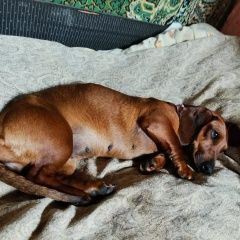 Подробнее об объявлении «Найдена собака такса в г е Венев» Фото: найдена собака Такса «Найдена собака такса в г е Венев» в г. Венев