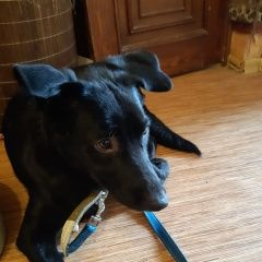 Подробнее об объявлении «Найдена собака кобель Москва» Фото: найдена собака  «Найдена собака кобель Москва» в г. Москва