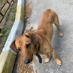 Подробнее об объявлении «Воронеж Найдена собака кобель» Фото: найдена собака Такса «Воронеж Найдена собака кобель» в г. Воронеж