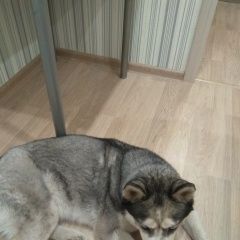 Подробнее об объявлении «Найдена собака срочно.девочка.был ошейник.автозаводском Нижний Новгород» Фото: найдена собака  «Найдена собака срочно.девочка.был...» в г. Нижний Новгород