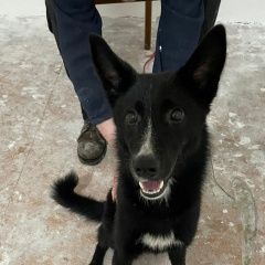 Подробнее об объявлении «Найдена собака в парке кусково Москва» Фото: найдена собака  «Найдена собака в парке кусково Москва» в г. Москва