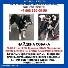 Подробнее об объявлении «Найдена собака кобель чертаново южное Москва» Фото: найдена собака  «Найдена собака кобель чертаново южное Москва» в г. Москва