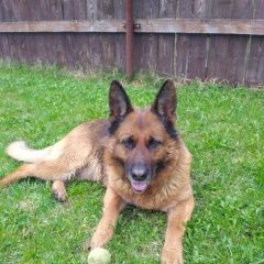 Подробнее об объявлении «Найдена собака на мкад в районе икеа тёплый стан Москва» Фото: найдена собака Немецкая овчарка «Найдена собака на мкад в районе икеа тёплый...» в г. Москва