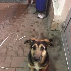 Подробнее об объявлении «Найдена собака щенок на ул.аэродромная Нижний Новгород» Фото: найдена собака  «Найдена собака щенок на ул.аэродромная Нижний...» в г. Нижний Новгород