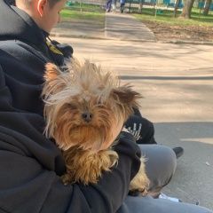 Подробнее об объявлении «Найдена собака девочка йорк. южное тушино Москва» Фото: найдена собака Йоркширский терьер «Найдена собака девочка йорк. южное тушино Москва» в г. Москва