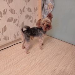 Подробнее об объявлении «Найдена собака кобель Нижний Новгород» Фото: найдена собака Йоркширский терьер «Найдена собака кобель Нижний Новгород» в г. Нижний Новгород