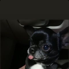 Подробнее об объявлении «Найдена собака Москва» Фото: найдена собака Чихуахуа «Найдена собака Москва» в г. Москва